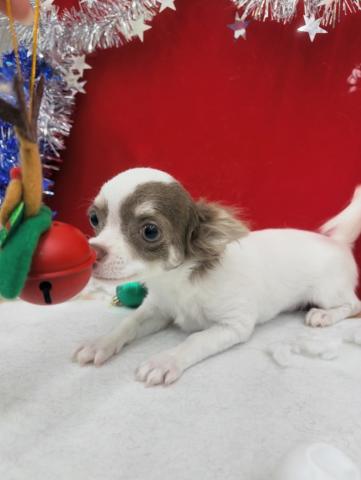 チワワ（ロングコート）