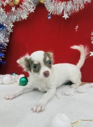 チワワ（ロングコート）