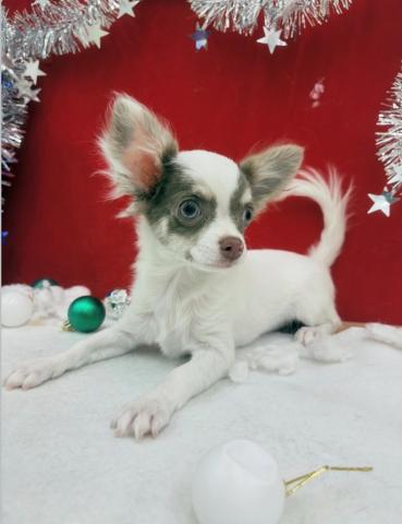 チワワ（ロングコート）