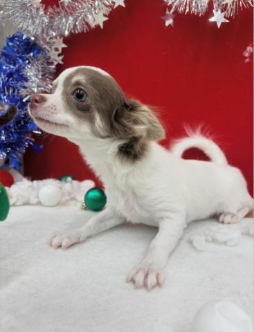 チワワ（ロングコート）