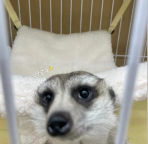 ミーアキャット