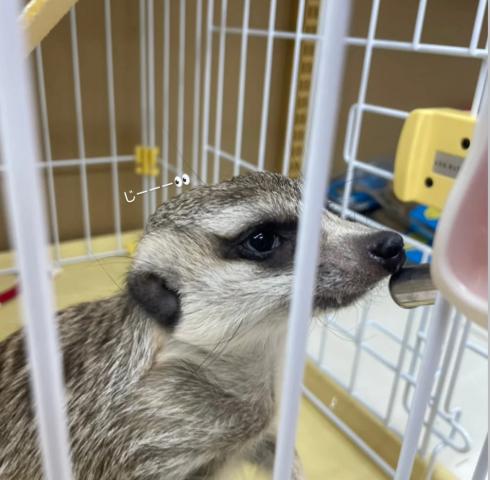 ミーアキャット