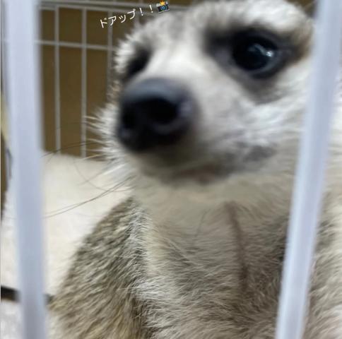 ミーアキャット