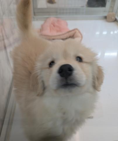 ゴールデンレトリーバー