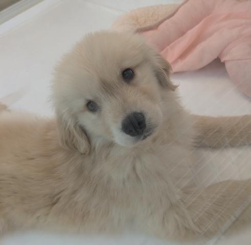 ゴールデンレトリーバー