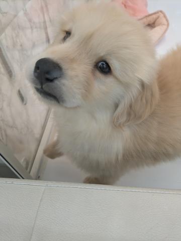 ゴールデンレトリーバー