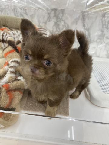 チワワ（ロングコート）