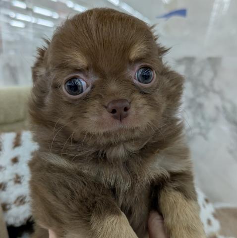 チワワ（ロングコート）