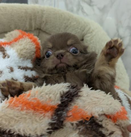 チワワ（ロングコート）