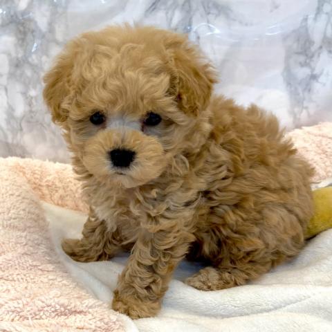 MIXマルチーズ×トイプードル