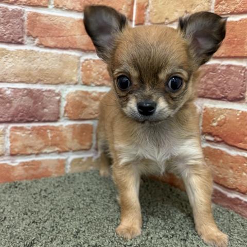 チワワ（ロングコート）