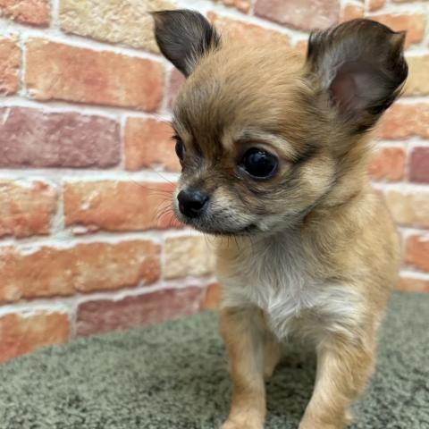 チワワ（ロングコート）