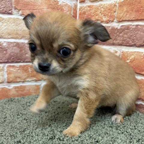 チワワ（ロングコート）