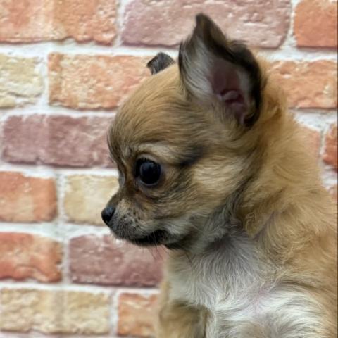 チワワ（ロングコート）