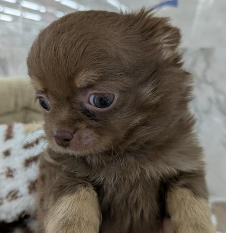 チワワ（ロングコート）