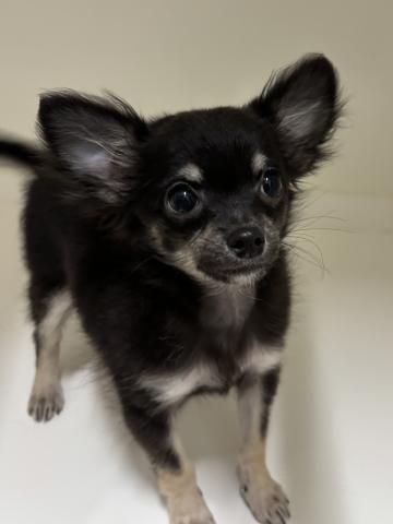 チワワ（ロングコート）