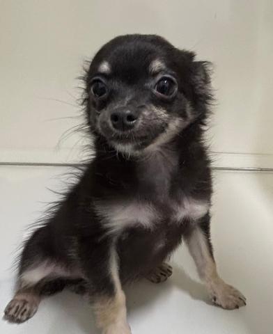 チワワ（ロングコート）