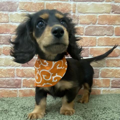 ミニチュアダックスフンド