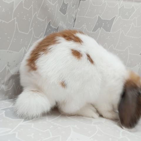 ブロークントーティスシェル