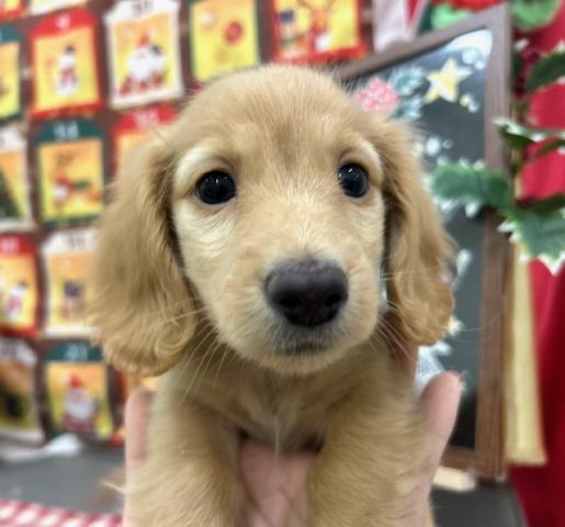 ミニチュアダックスフンド