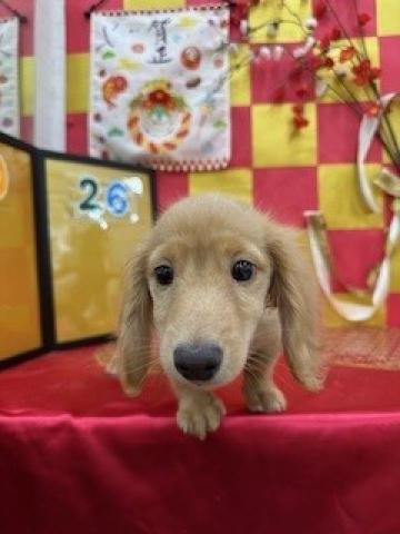 ミニチュアダックスフンド