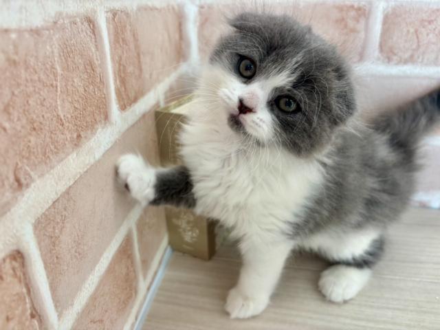 スコティッシュフォールド