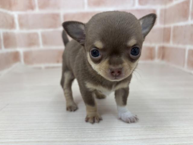 チワワ（スムースコート）