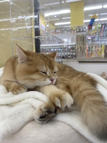 埼玉県のブリティッシュショートヘアー (NICO PET さいたま新都心店/2025年6月30日生まれ/男の子/ゴールデン)の子猫の2枚目の画像