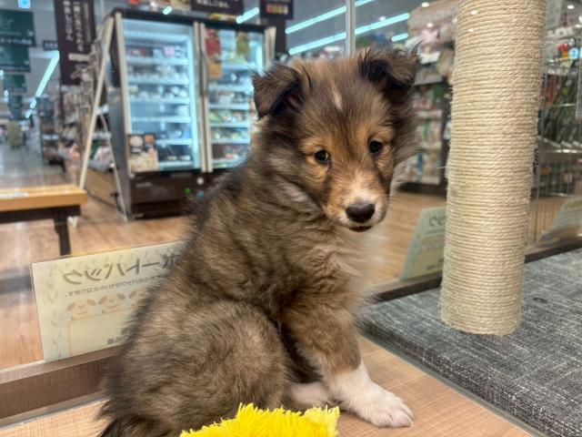 シェットランドシープドッグ