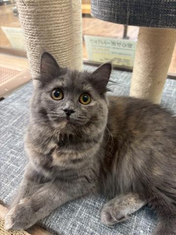 スコティッシュフォールド