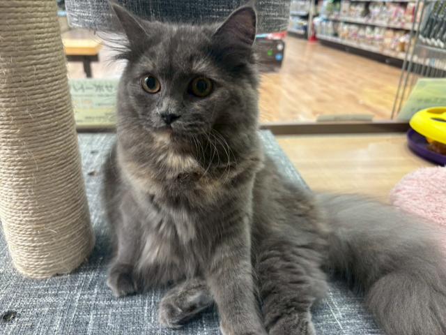 スコティッシュフォールド