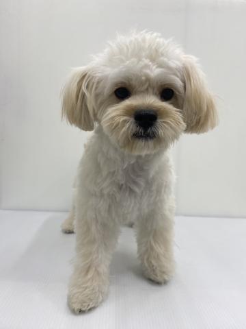 和歌山県のペキプー(ペキニーズ×プードル) (ペットアミ 紀ノ川店/2025年6月21日生まれ/女の子/その他色)の子犬の1枚目の画像