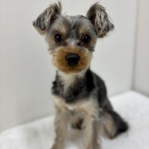 ヨークシャーテリア