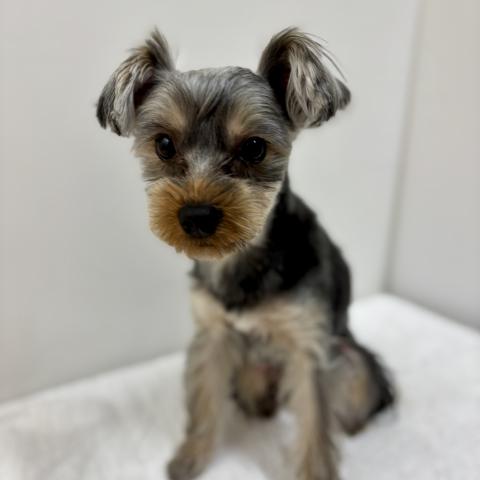 ヨークシャーテリア