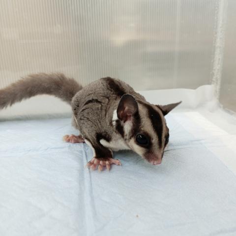 フクロモモンガ