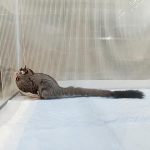 フクロモモンガ