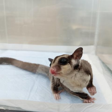 フクロモモンガ