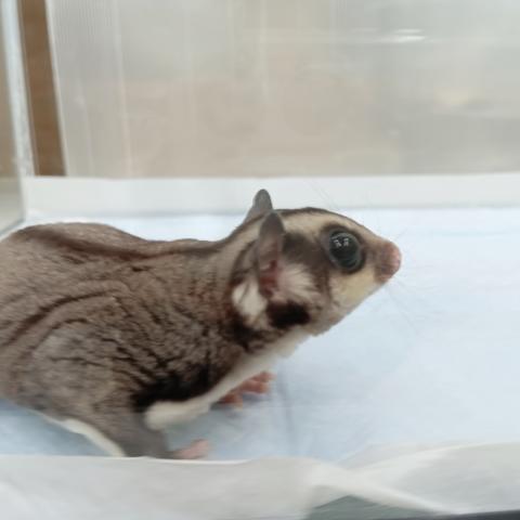 フクロモモンガ