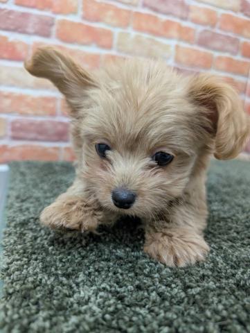 MIXチワワ×プードル