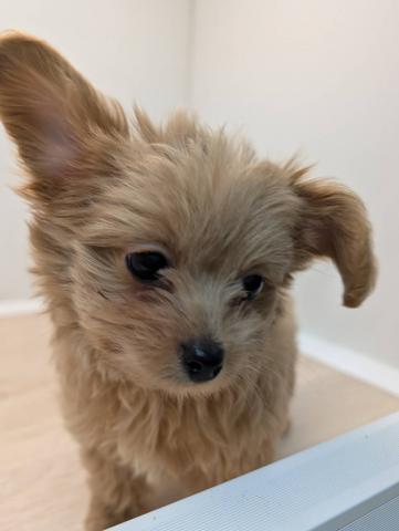 MIXチワワ×プードル