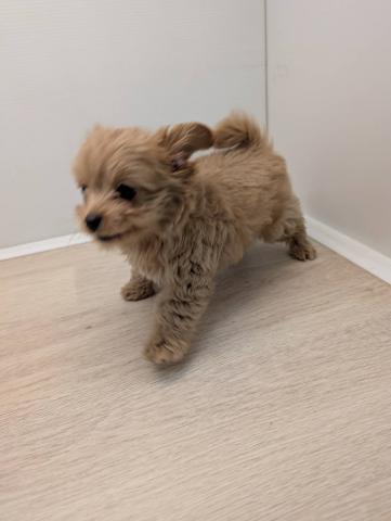 MIXチワワ×プードル