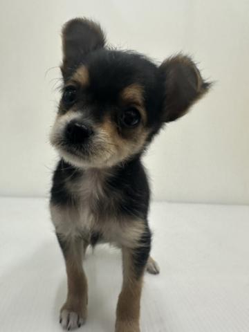 MIXチワワ×ヨーキー