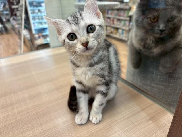 アメリカンショートヘアー