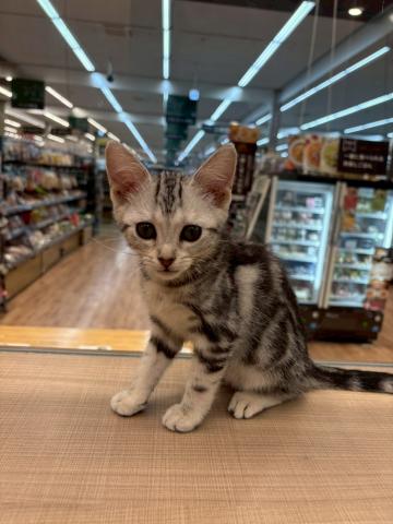 アメリカンショートヘアー