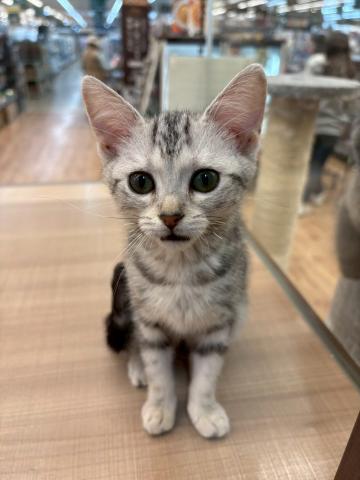 アメリカンショートヘアー