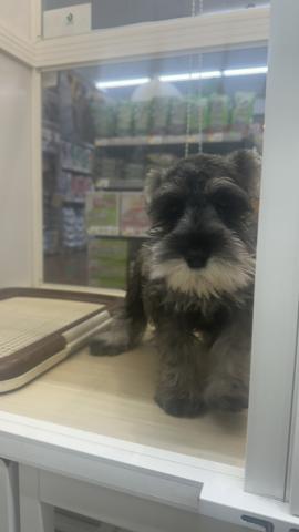 新潟県のミニチュアシュナウザー (ペットアミ 小千谷店/2025年9月27日生まれ/男の子/ソルトペッパー)の子犬の2枚目の画像