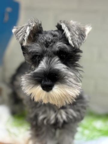 新潟県のミニチュアシュナウザー (ペットアミ 小千谷店/2025年9月27日生まれ/男の子/ソルトペッパー)の子犬の3枚目の画像