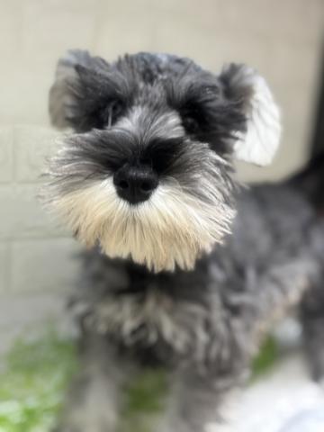 新潟県のミニチュアシュナウザー (ペットアミ 小千谷店/2025年9月27日生まれ/男の子/ソルトペッパー)の子犬の4枚目の画像