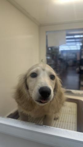 ミニチュアダックスフンド