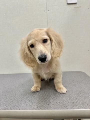 ミニチュアダックスフンド